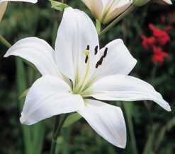 Lilium Asiatico L.A Blanco