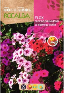 Semillas de Flox Drummont Gigante (2 g)