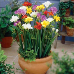 Fresias Mezcla Colores (8 unid)
