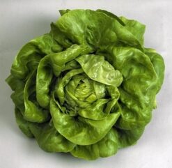 Semillas de Lechuga Gallego Invierno ( 25.000 sem)