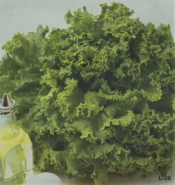 Semillas de Lechuga Grand Rapids BONANZA