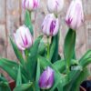 Tulipanes Blanco Lila