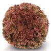 Semillas de Lechuga Scarlet (7.500 sem)