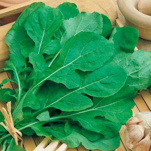 Semillería San Alfonso