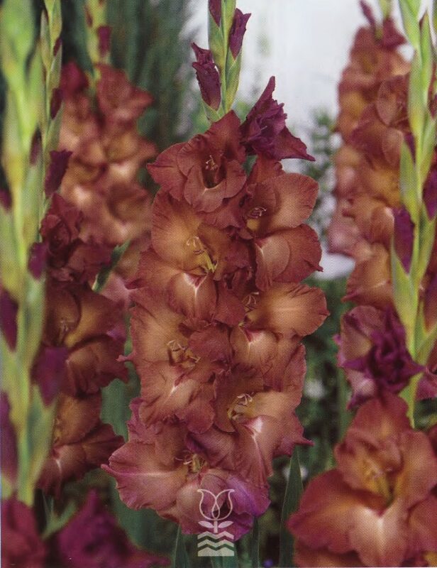 Semillería San Alfonso