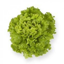 Semillas de Lechuga Invicta RZ (5.000 sem)