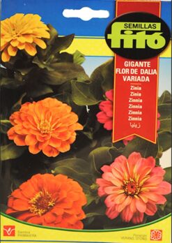 Semillas de Zinnia flor de Dalia gig. doble (4 gr) Fito