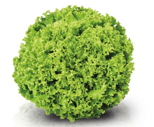 Semillería San Alfonso