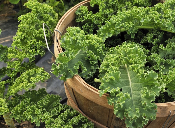 Semillería San Alfonso