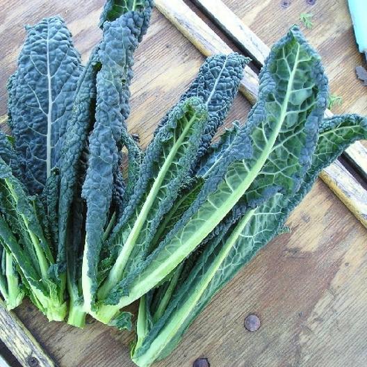 Semillería San Alfonso