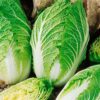 Semillas de Col China Nagaoka (invierno) 100 grs