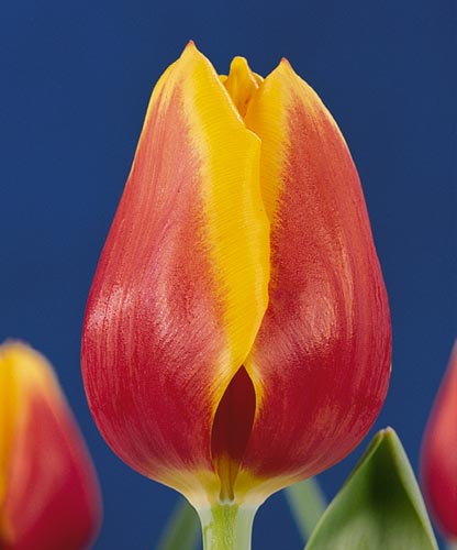 Semillería San Alfonso