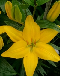 Semillería San Alfonso