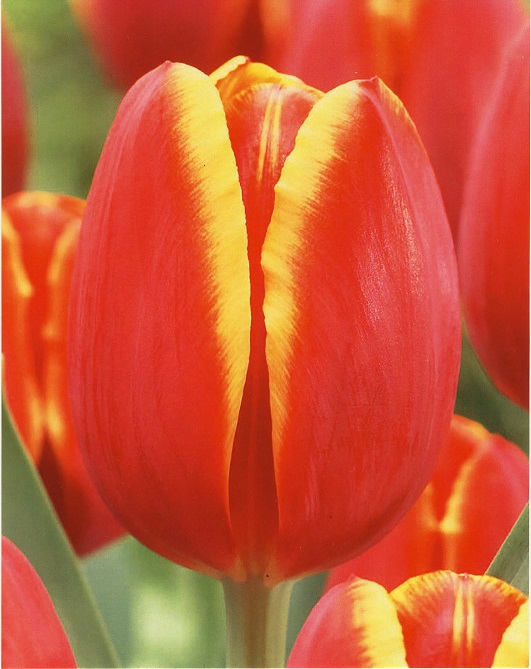 Semillería San Alfonso