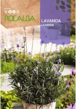 Semillas de Lavanda Angustifolia (1 gr) Rocalba