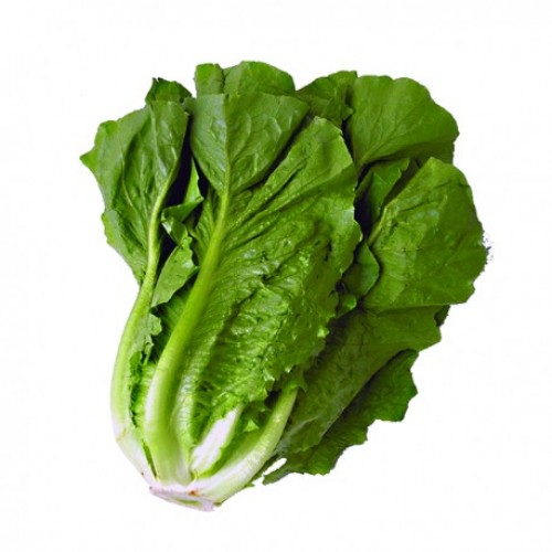 Semillería San Alfonso