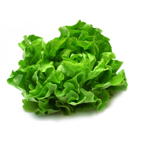 Semillería San Alfonso