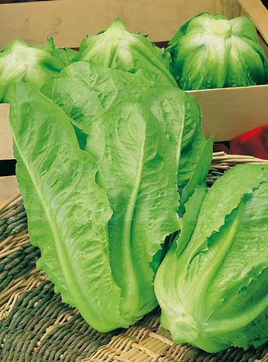 Semillería San Alfonso