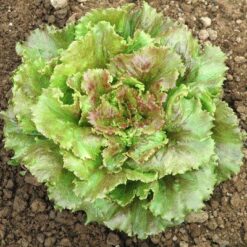 Semillas de Lechuga Sierra (25.000 sem)