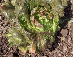 Semillería San Alfonso