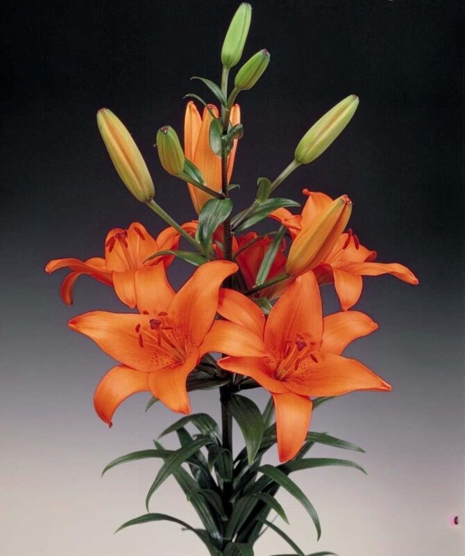 Semillería San Alfonso