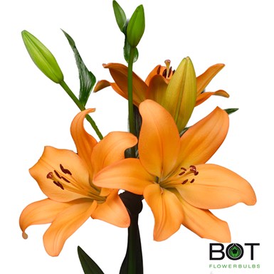 Semillería San Alfonso