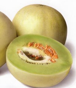 Semillas de Melon Honey Dew Green Flesh