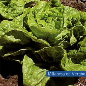 Semillería San Alfonso