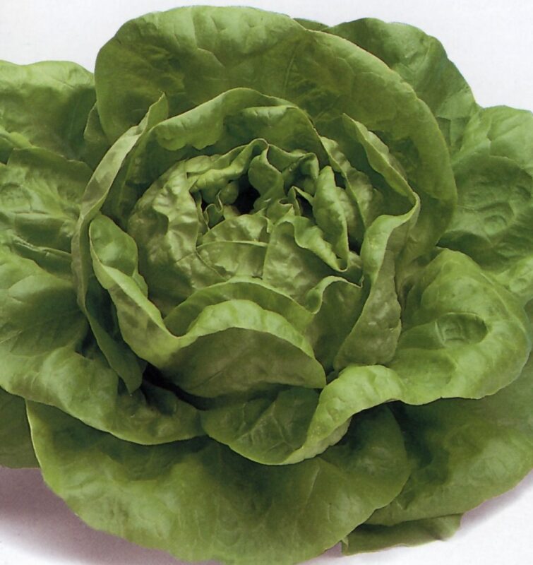 Semillería San Alfonso