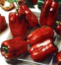Semillas de Pimiento Hib. Lamuyo Kimba F1 ( 1.000 sem)