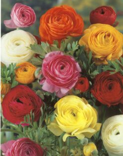 Ranunculus mezcla colores (12 unid)