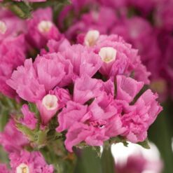 Semillas de Statice Qis Rose (1.000 sem)
