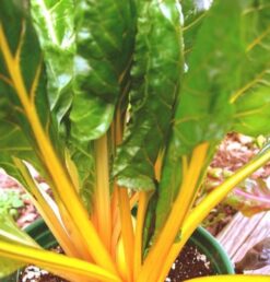 Semillas de Acelga Tallo Color Amarillo (100 grs)