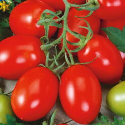 Semillas de Tomate Perita Rio Grande