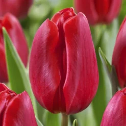 Tulipan Firt Star Rojo