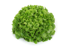 Semillas de Lechuga HOJA DE ROBLE KIRIBATI RZ (5000 sem)