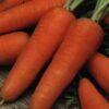 Semillas de Zanahoria Abaco