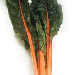 Semillas de Acelga Tallo Color Naranjo (100 grs)