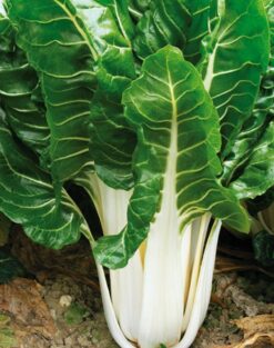 Semillas de Acelga Verde Tallo Blanco Vilmorin (500 Grs)