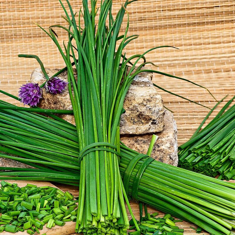 Semillería San Alfonso