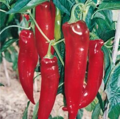 Semillas de Aji Cacho Cabra (100 Grs)