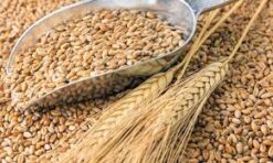 Semillas Trigo Llareta 1 kg
