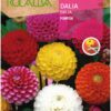 Semillas de Dalia Pompon Variada (2 gr)
