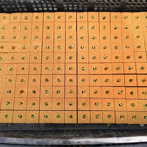 Semillería San Alfonso