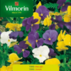 Semillas de Viola Cornuta Variada (0,6 gr)