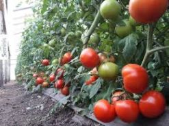 Semillas de Tomate ETEREI (1.000 sem)