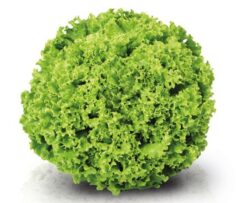 Semillas de Lechuga Isabela (7.500 sem)