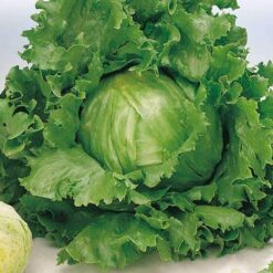 Semillas de Lechuga Gabilan ( 25.000 sem)
