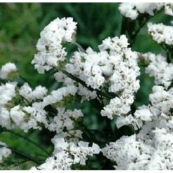 Semillas de Statice Qis Blanco (1.000 sem)