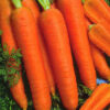 Semillas de Zanahoria Chantenay Red Cored